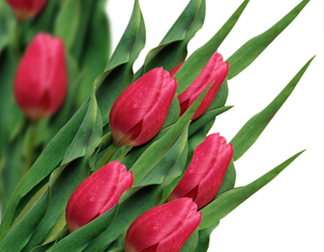 bukiet czerwonych tulipanów